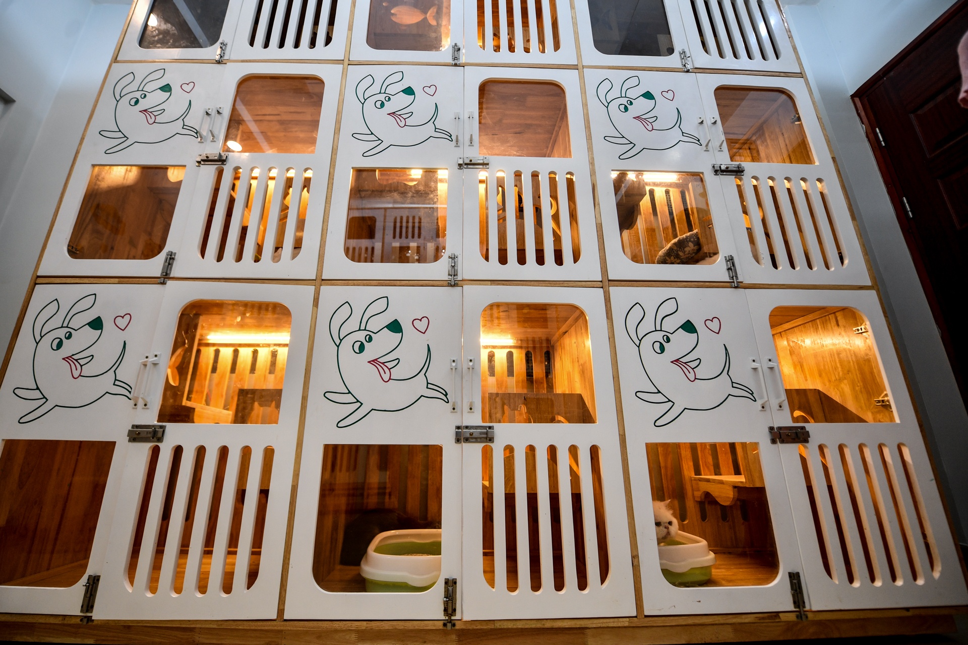 gui thu cung dip Tet anh 7