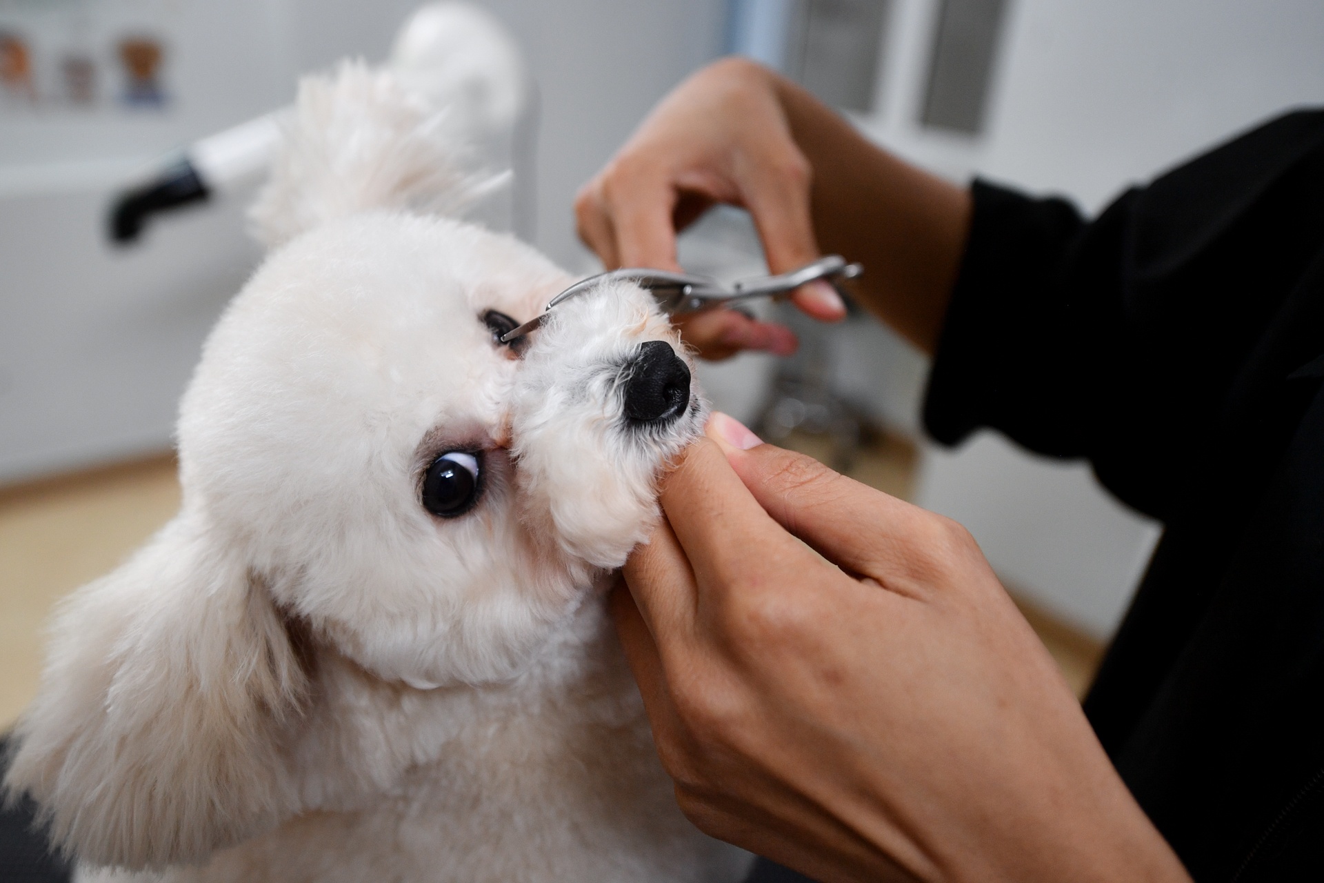 gui thu cung dip Tet anh 6