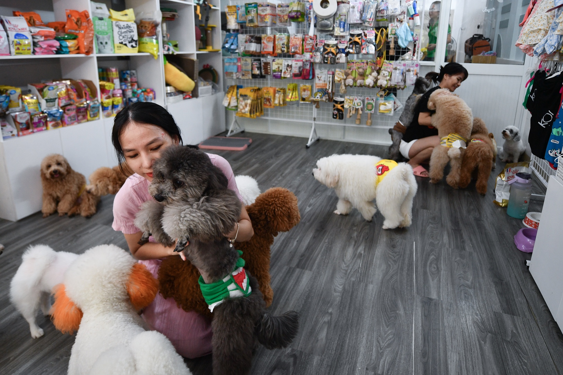 gui thu cung dip Tet anh 3