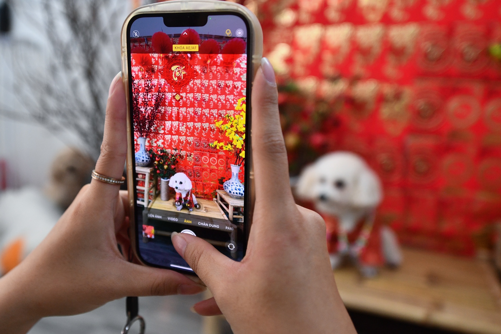 gui thu cung dip Tet anh 11