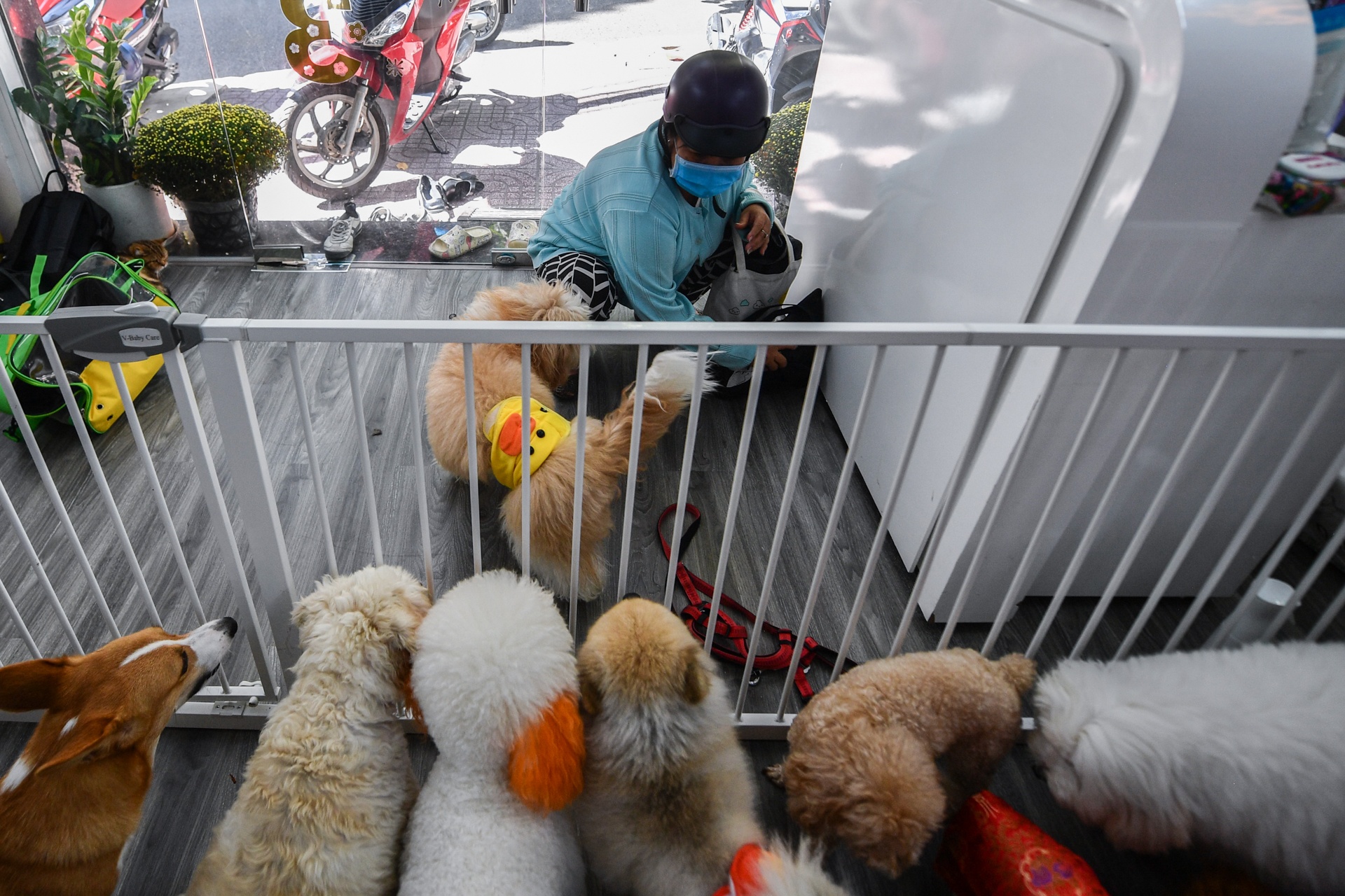 gui thu cung dip Tet anh 10