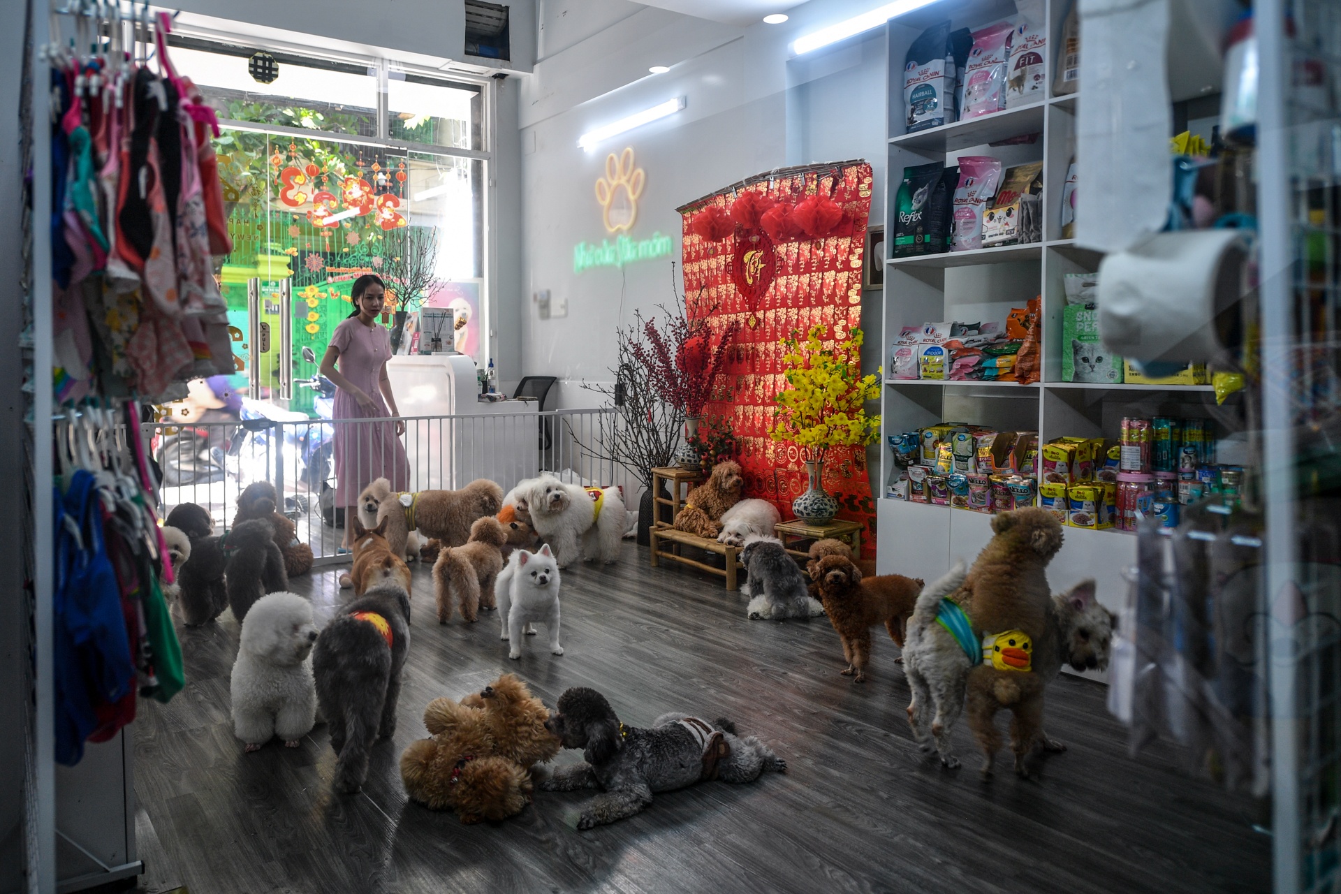 gui thu cung dip Tet anh 1