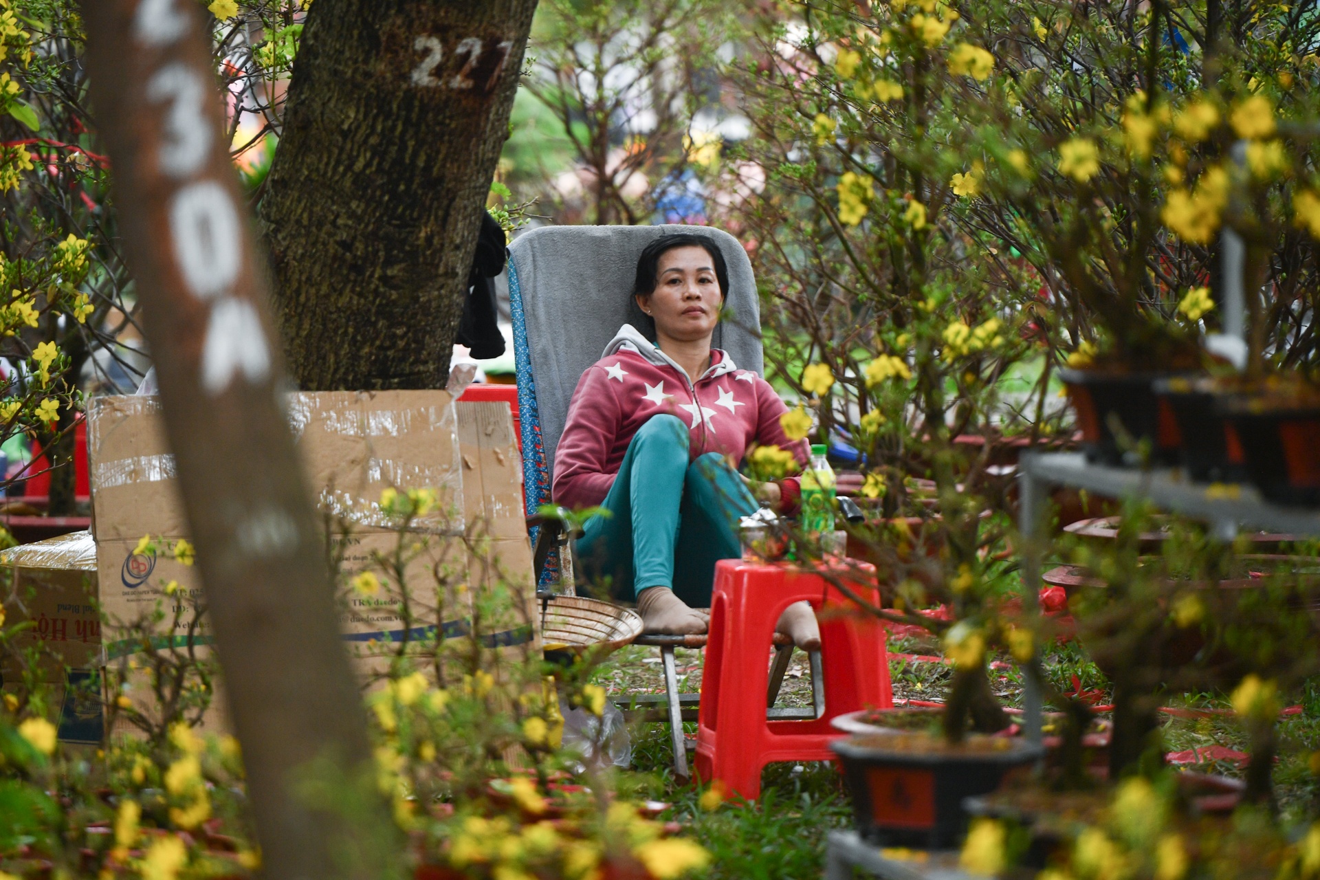 'Muoi may nam ban hoa Tet chua nam nao e nhu nam nay' hinh anh