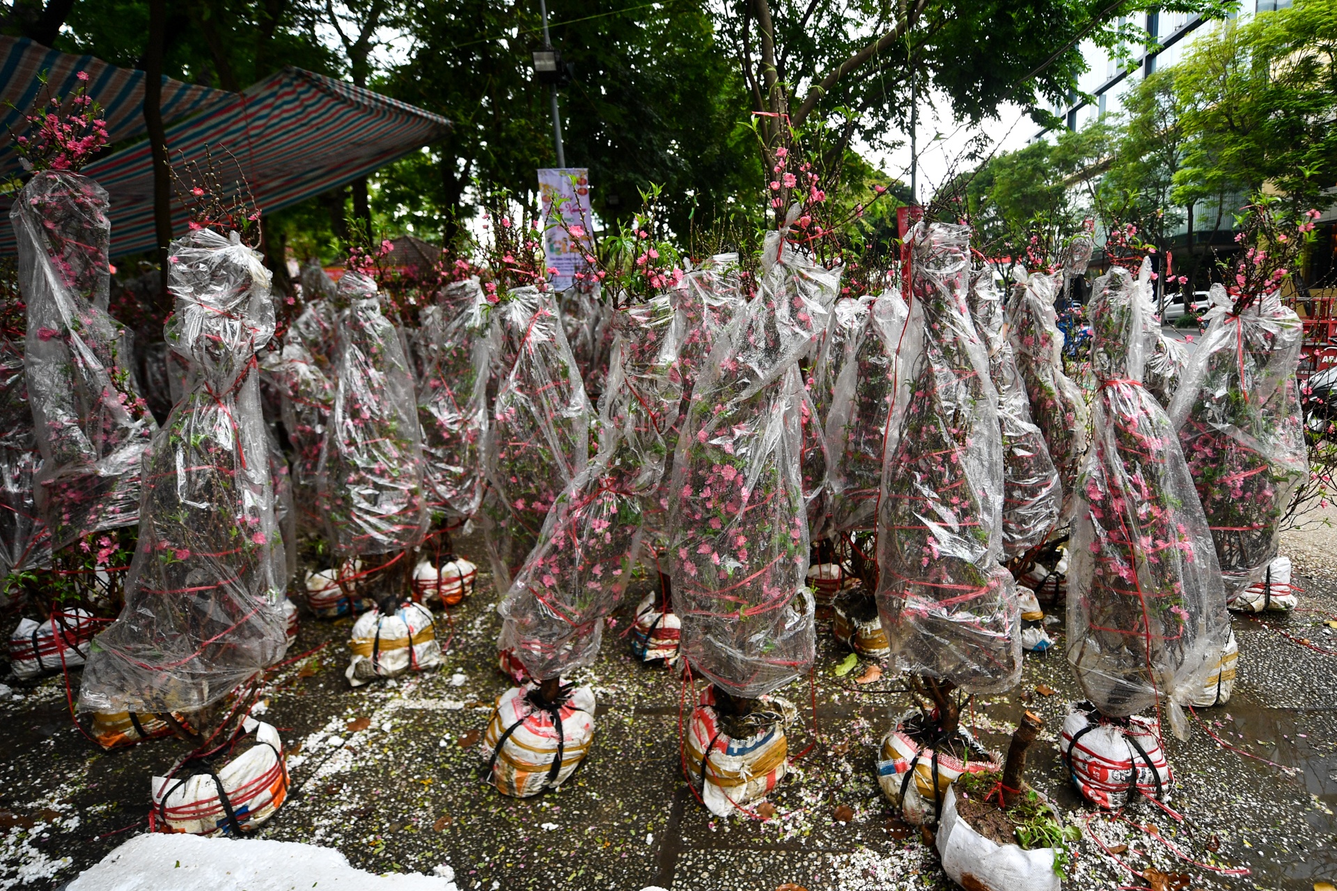 cho hoa TP.HCM e am anh 4