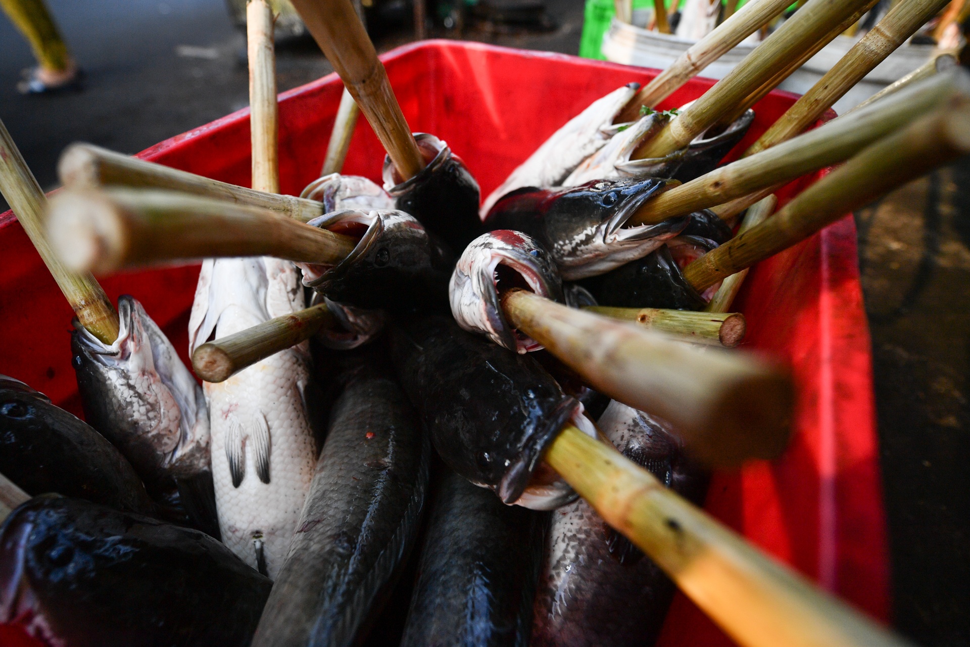 ca loc via Than Tai anh 5