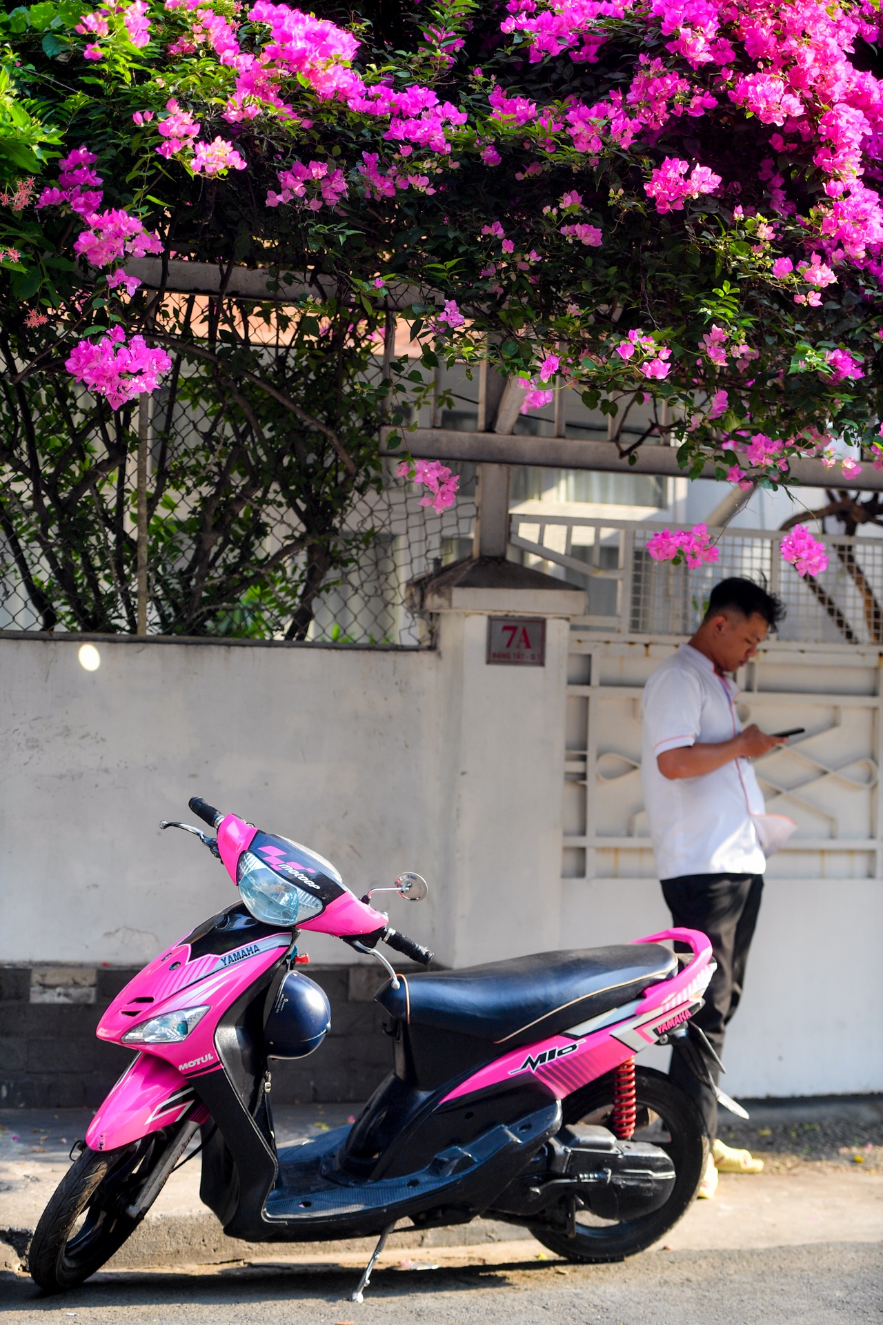 con duong hoa giay TP.HCM anh 10