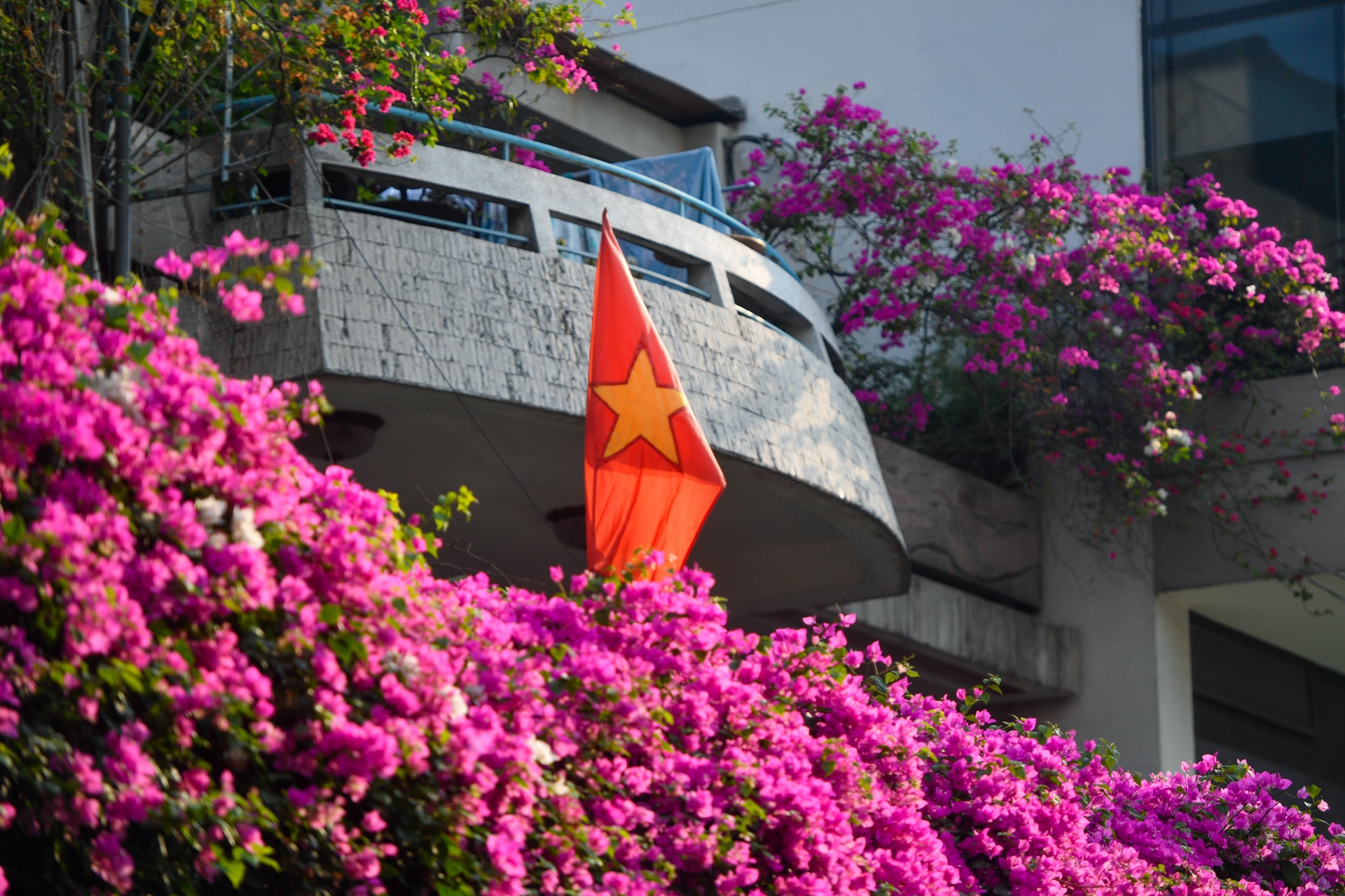 con duong hoa giay TP.HCM anh 7