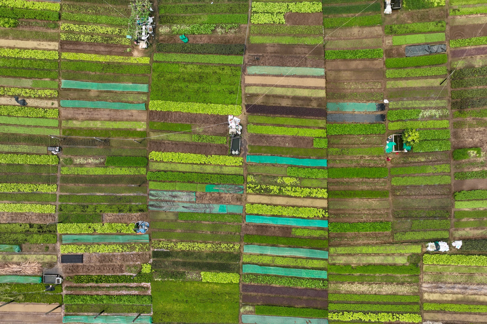 Du lich Hoi An anh 11