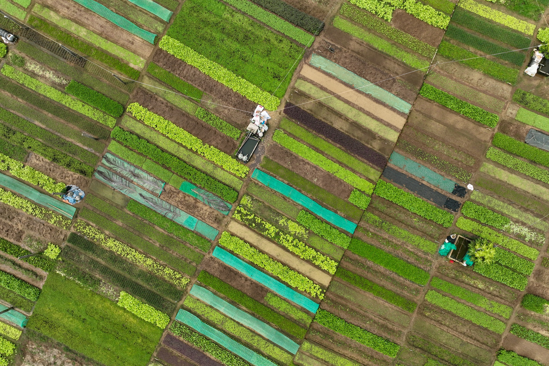 Du lich Hoi An anh 3