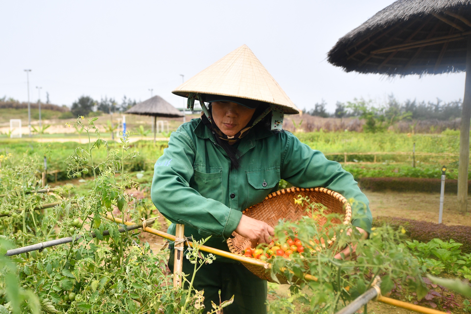 vuon rau trong resort anh 11