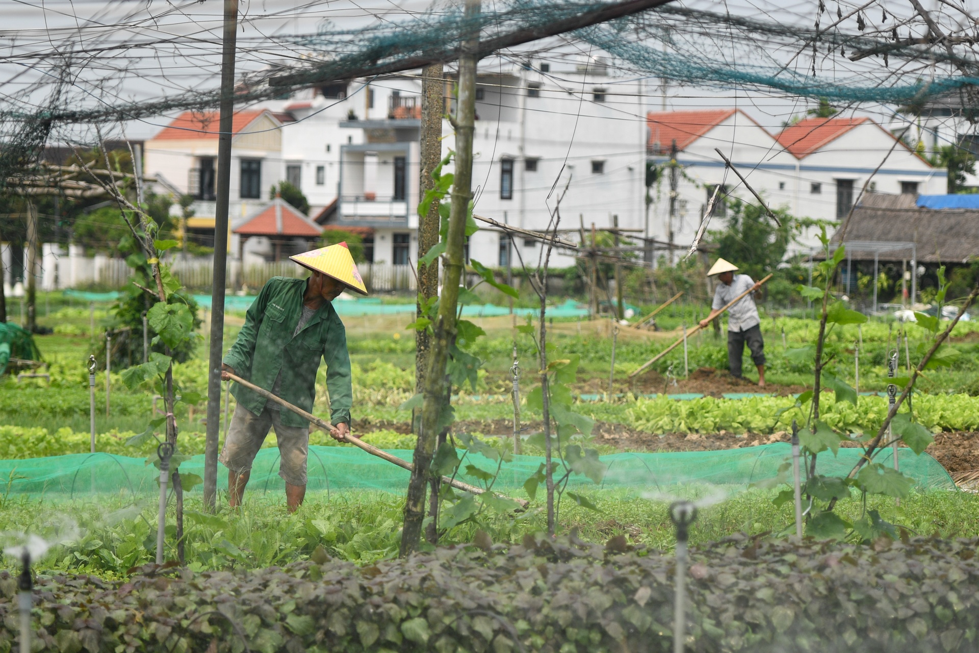 Du lich Hoi An anh 7