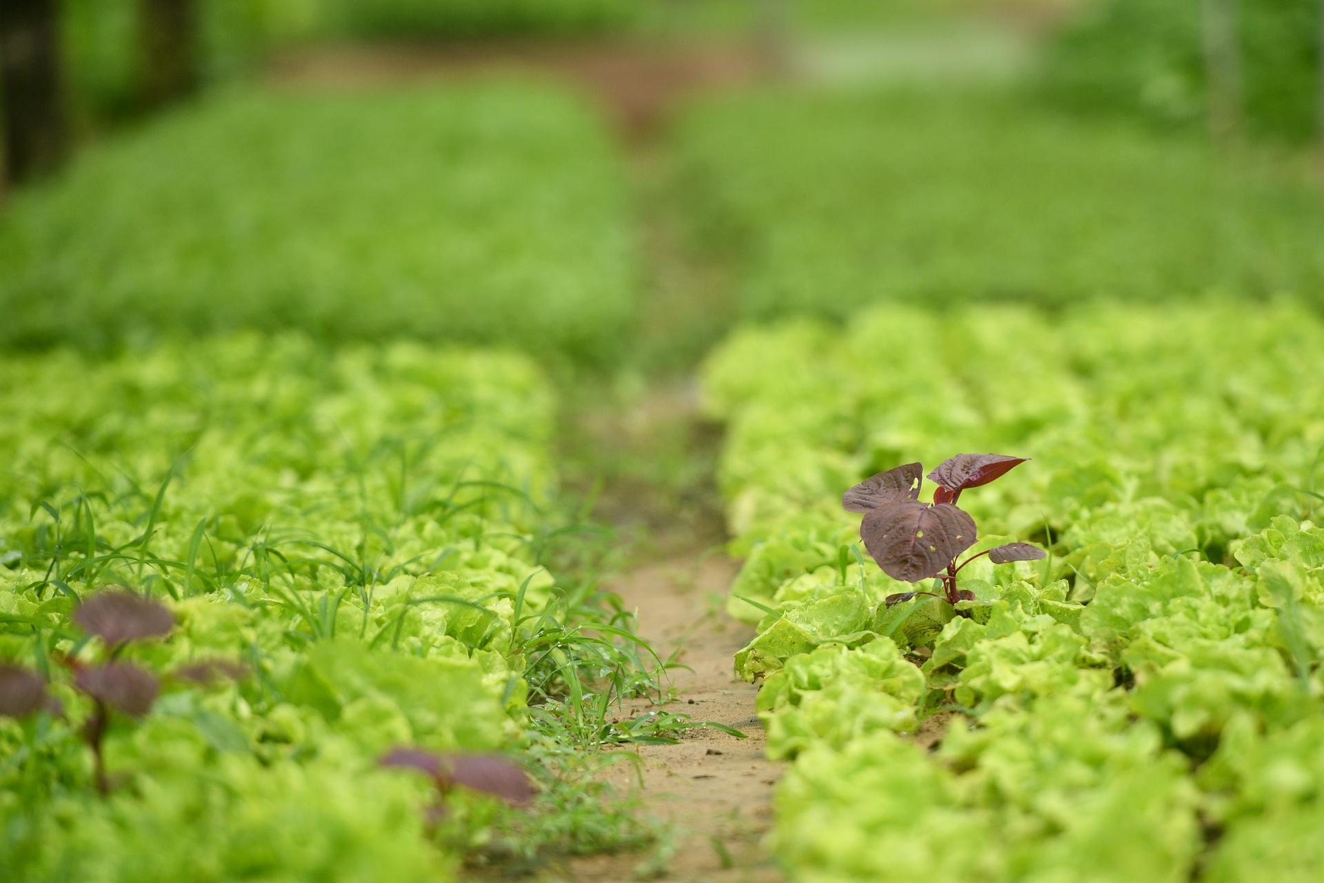 Du lich Hoi An anh 4