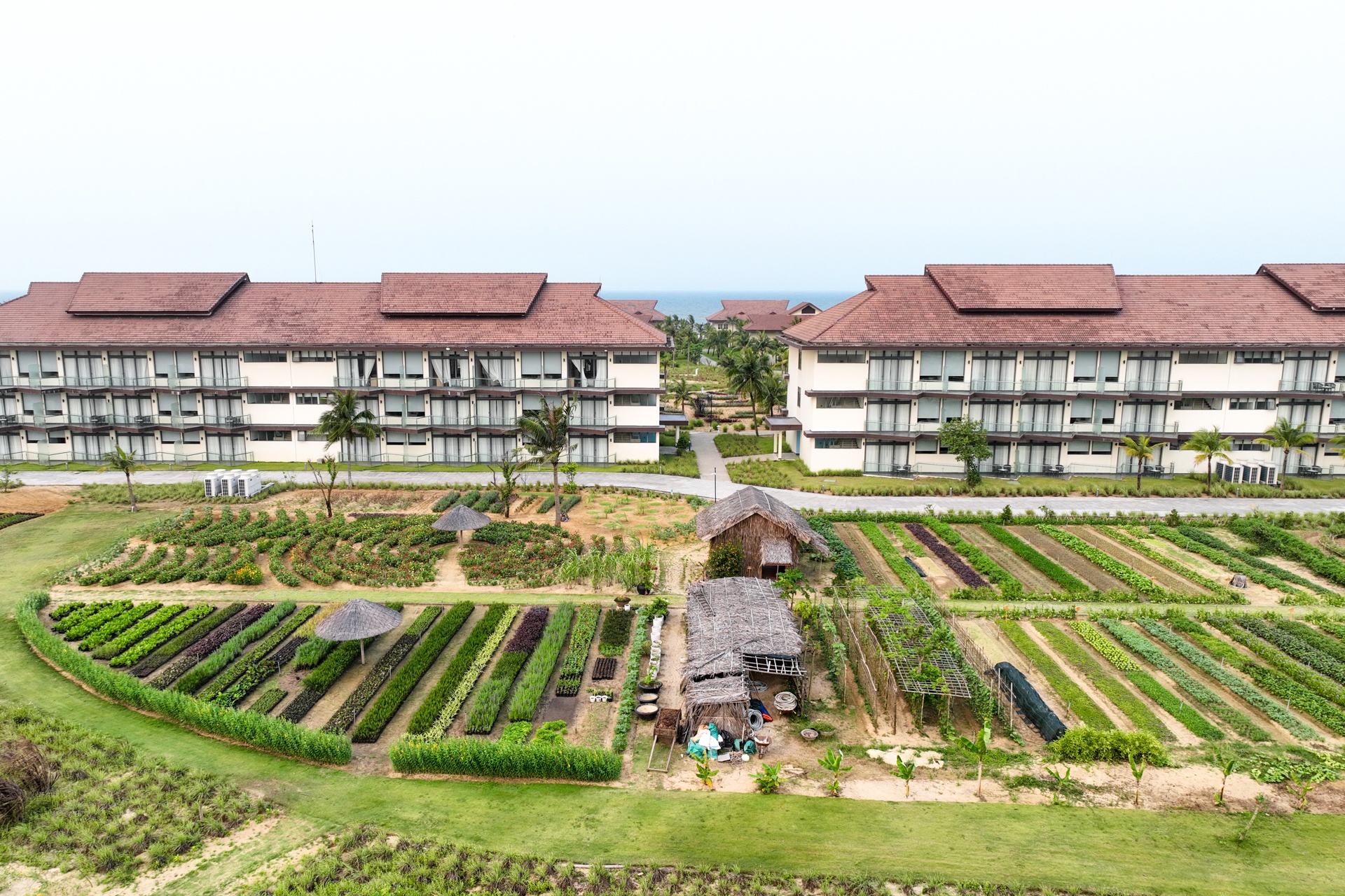 Resort o Quang Nam tu trong rau phuc vu bua an cho du khach hinh anh