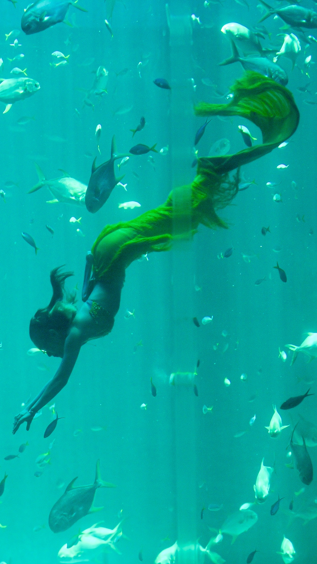 nàng tiên cá Phú Quốc ảnh 1 nang tien ca Phu Quoc anh 1