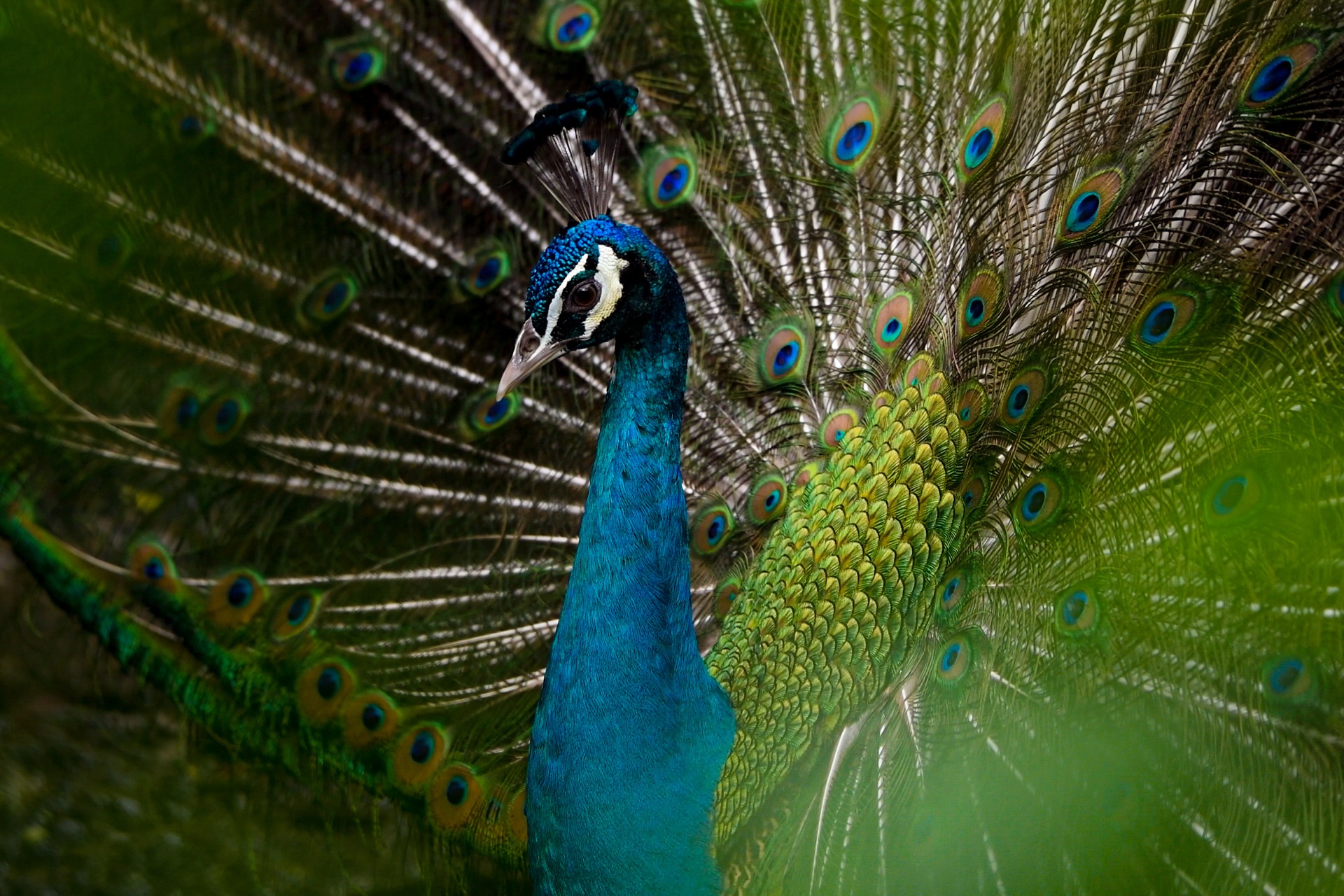 Thao Cam Vien anh 13