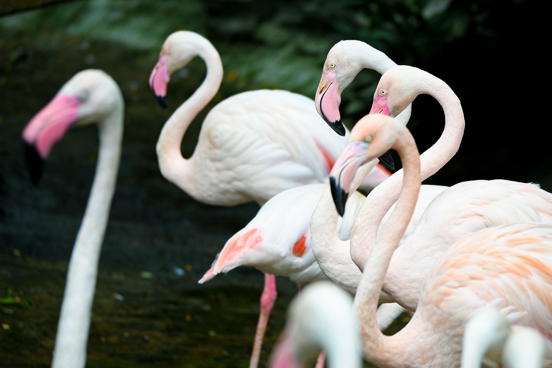 Thao Cam Vien anh 11