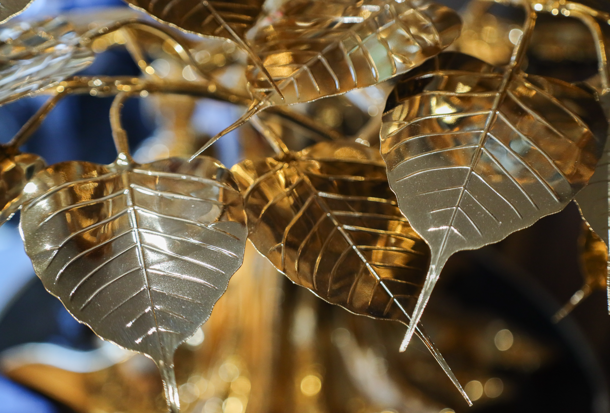 cây mạ vàng ở TP.HCM ảnh 4 cay ma vang o TP.HCM anh 4