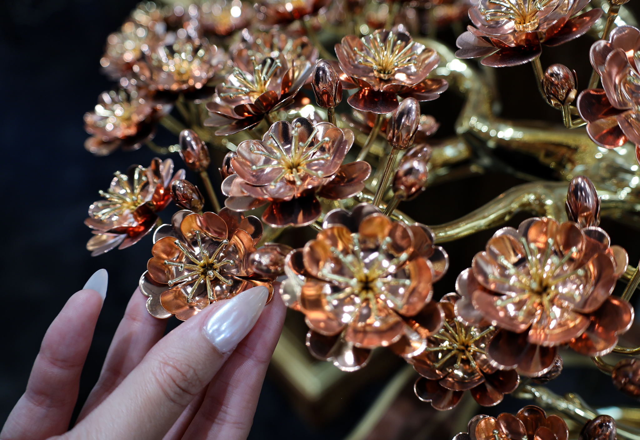 cây mạ vàng ở TP.HCM ảnh 8 cay ma vang o TP.HCM anh 8