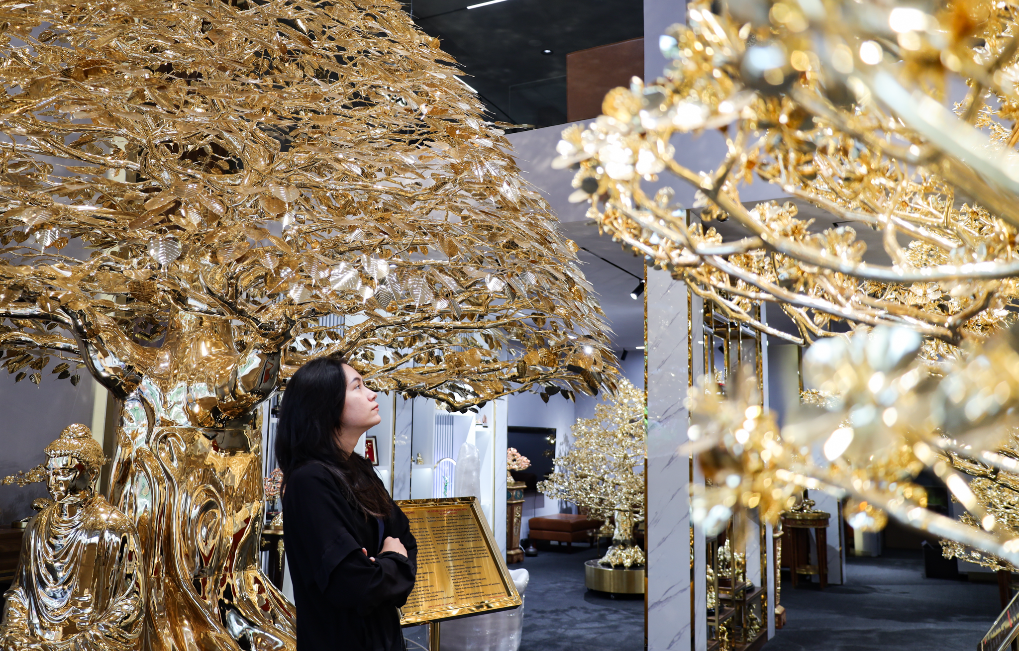 cây mạ vàng ở TP.HCM ảnh 9 cay ma vang o TP.HCM anh 9