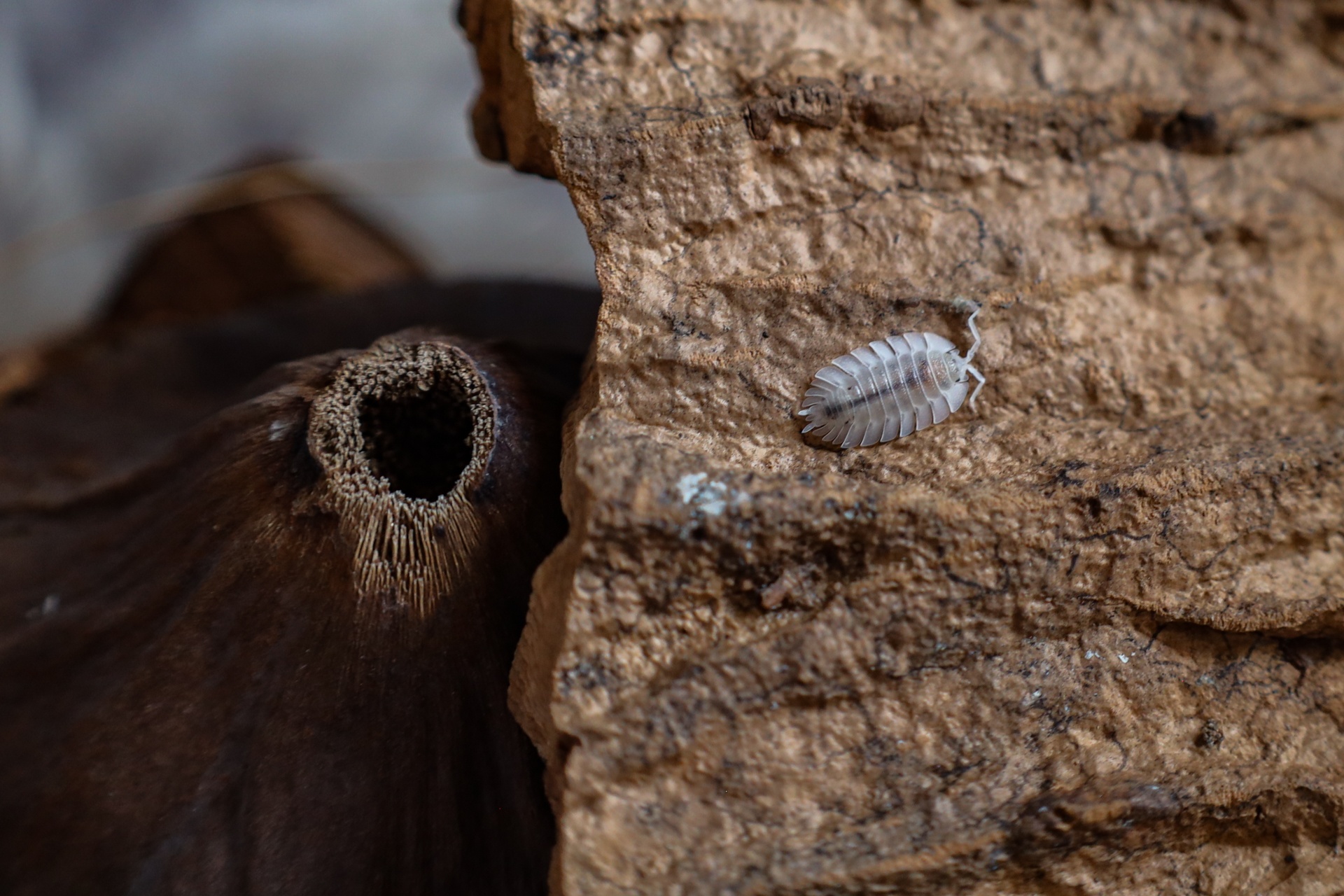 nuoi isopod tai nha anh 7