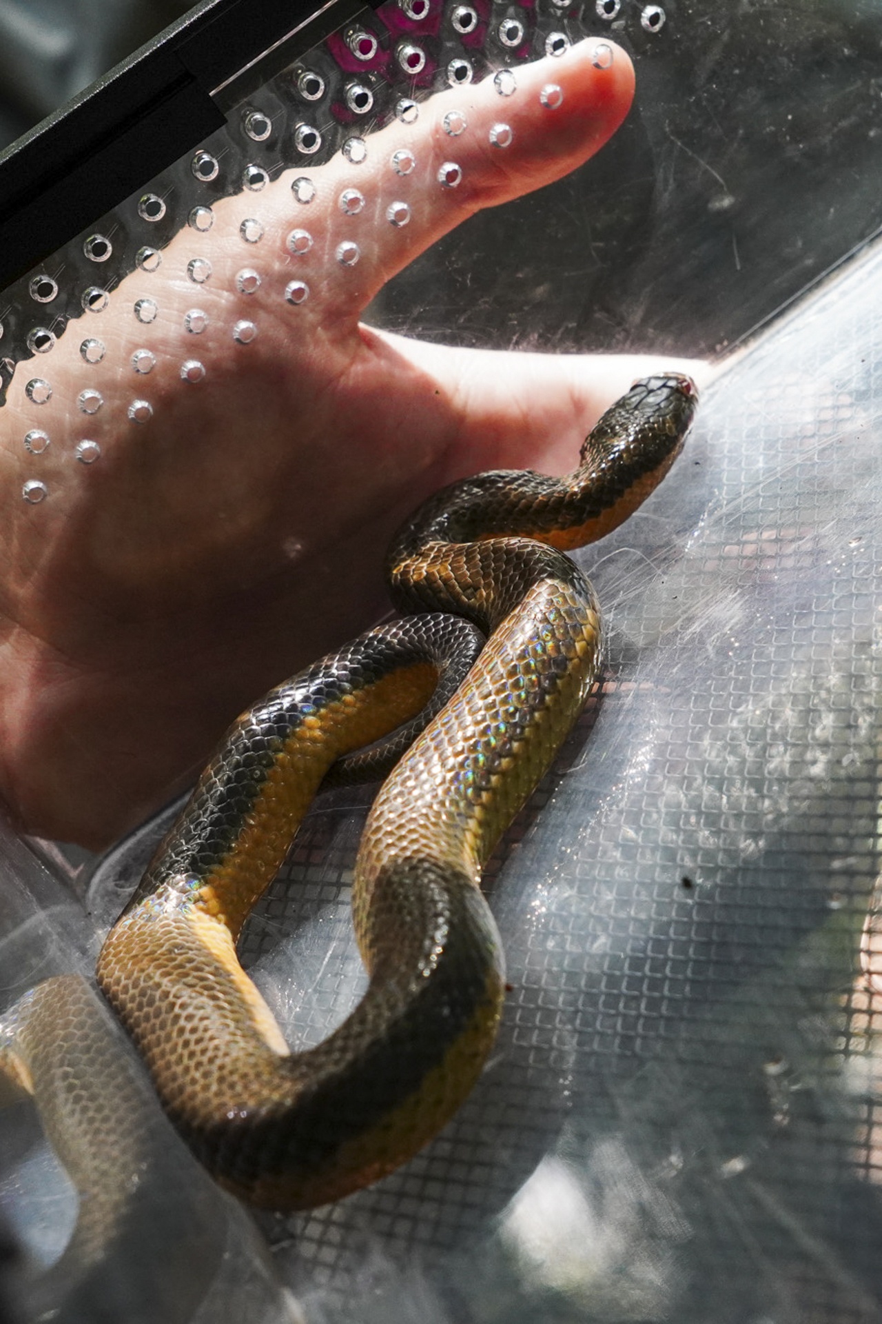 ran doc TP.HCM anh 5