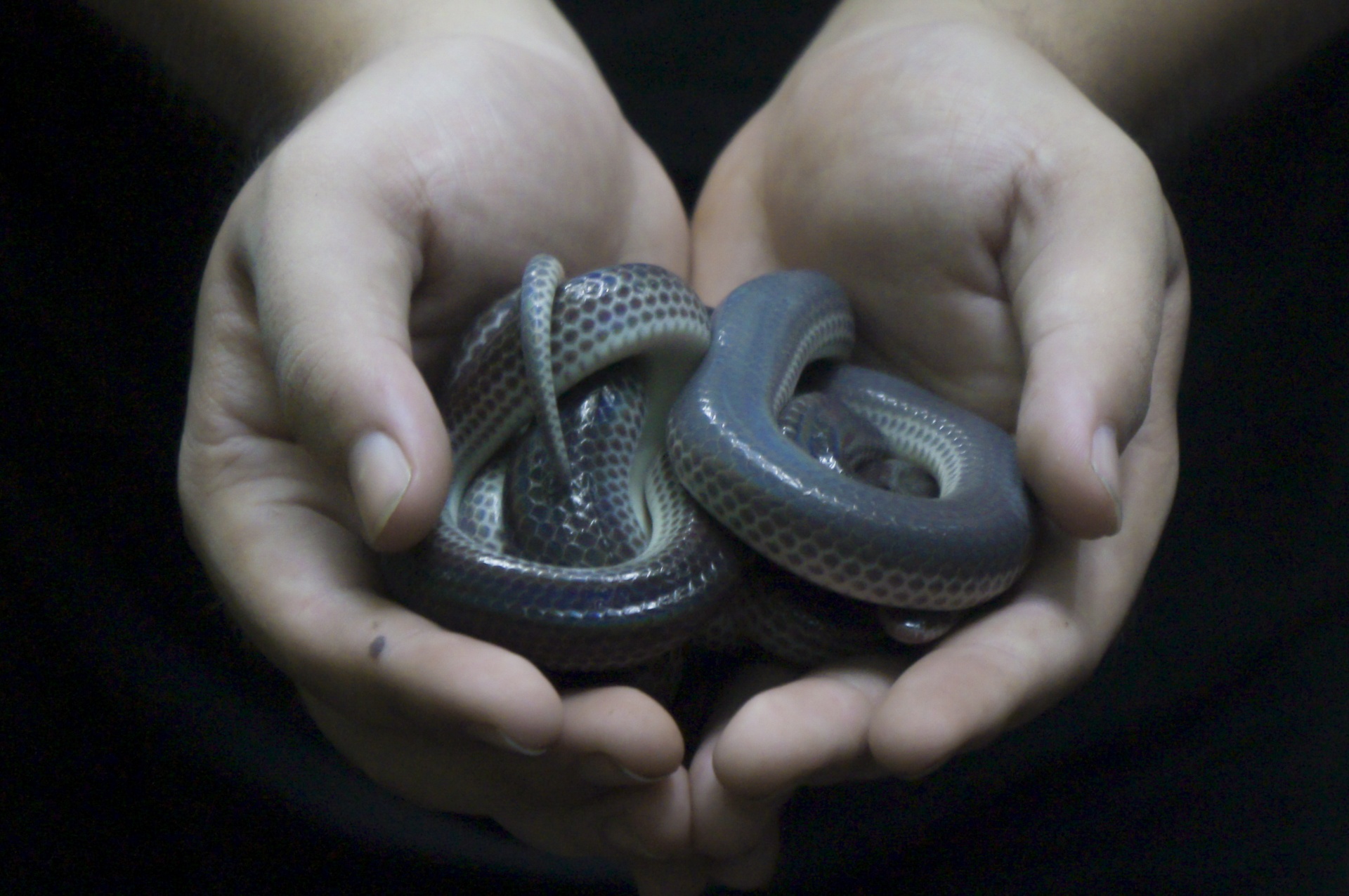 ran doc TP.HCM anh 7