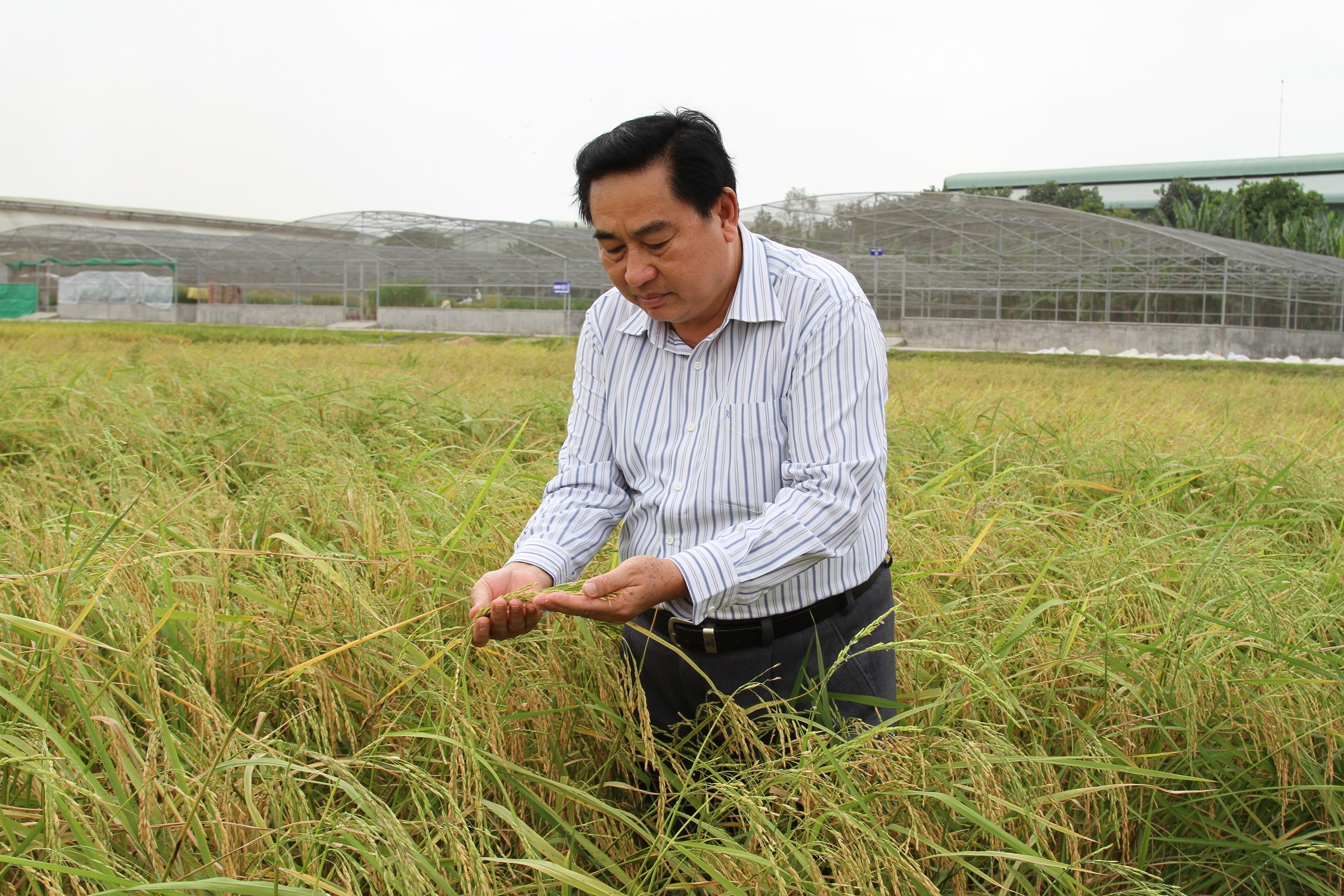 Han man o mien Tay anh 1