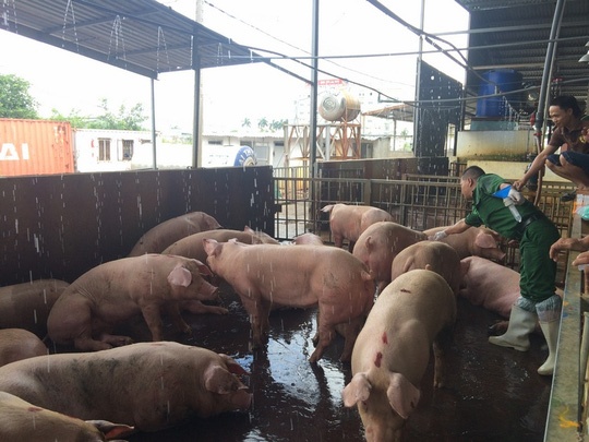 Lien tuc phat hien heo bom nuoc, tiem thuoc truoc khi thit hinh anh