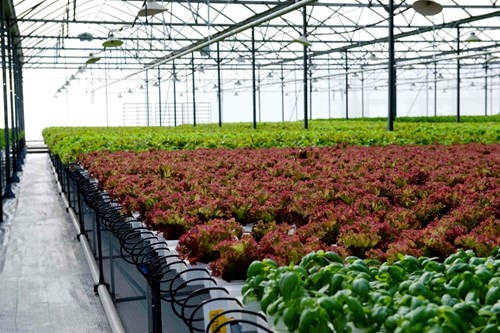 dai gia dau tu vao nong nghiep anh 2