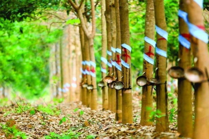 Ty phu lam nong nghiep: Cu lam theo bau Duc la duoc! hinh anh