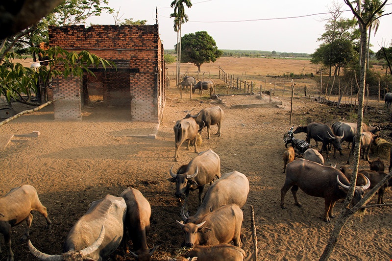 Ai thoi gia dat Cu Chi tang ‘dung dung’? hinh anh