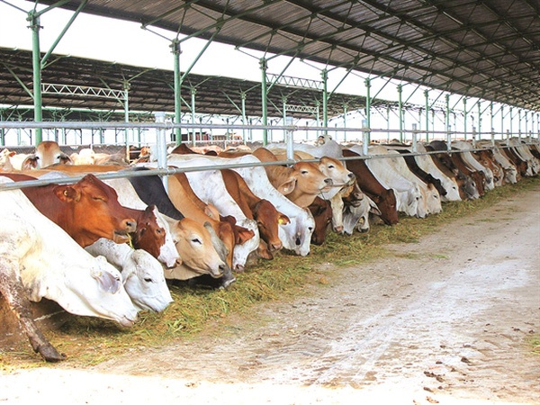 HAGL bán tài sản ảnh 1 HAGL ban tai san anh 1