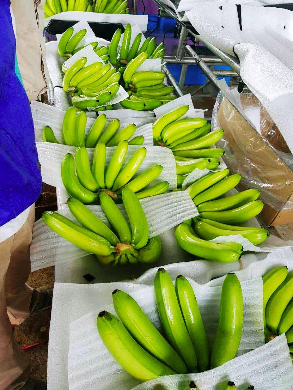 mẻ chuối đầu tiên của Bầu Đức ảnh 2 me chuoi dau tien cua Bau Duc anh 2