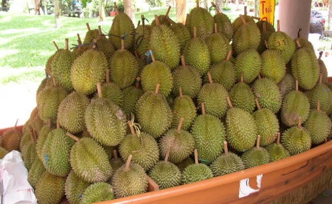 Bau Duc tuyen bo se trong sau rieng, bo hinh anh