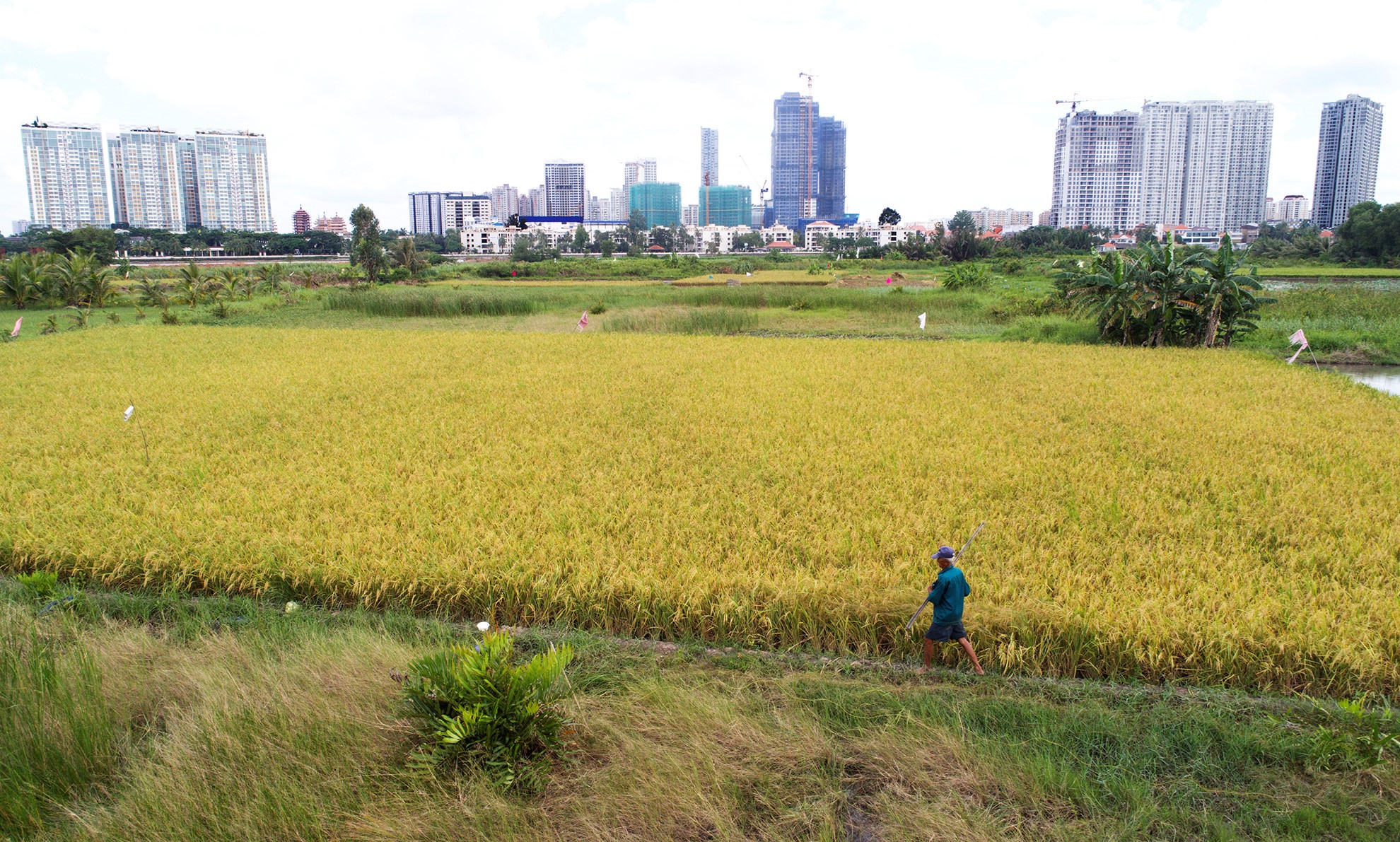 Thu tuong dong y cho TP.HCM chuyen doi 26.000 ha dat nong nghiep hinh anh