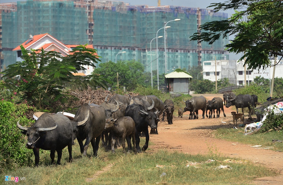 'Hai dua con hu' cua Tong cong ty Dia oc Sai Gon hinh anh