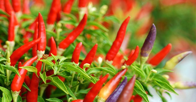 Co them hon 350 ty dong ban ot, cong ty bau Duc van lo 14 ty dong hinh anh