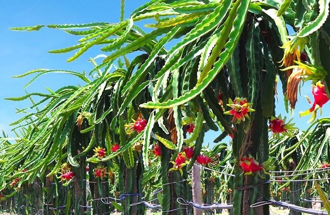 Vì sao đại gia đổ tiền vào nông nghiệp ảnh 2 Vi sao dai gia do tien vao nong nghiep anh 2