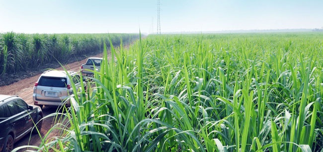 đại gia đổ tiền làm nông, đại gia gặt gì khi gieo ảnh 4 dai gia do tien lam nong, dai gia gat gi khi gieo anh 4