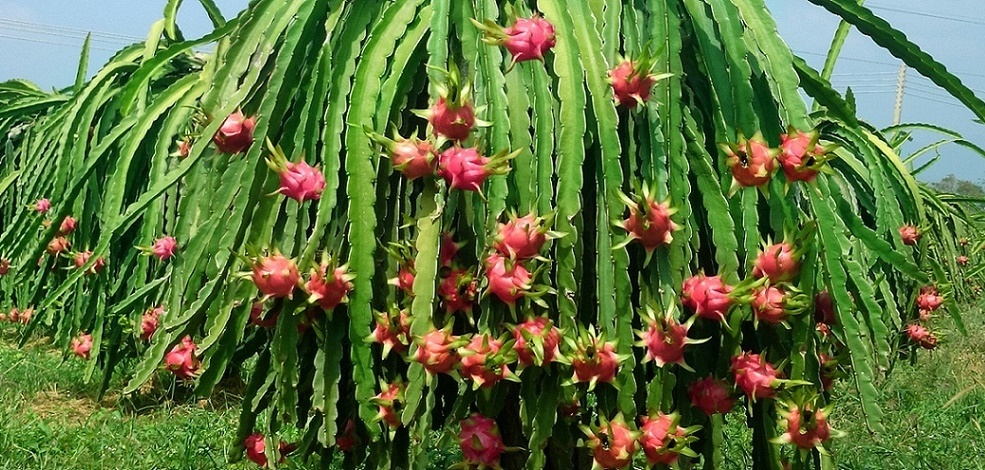 Nguoi Thaco ‘buoc mot chan’ vao doanh nghiep cua bau Duc hinh anh