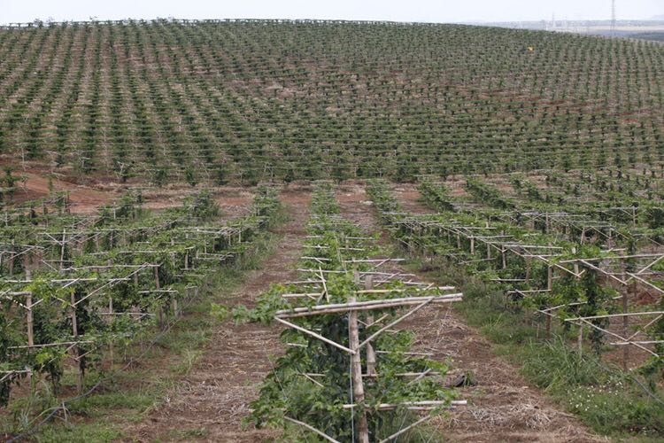 trai cay cua bau rong duong sang Trung Quoc anh 3