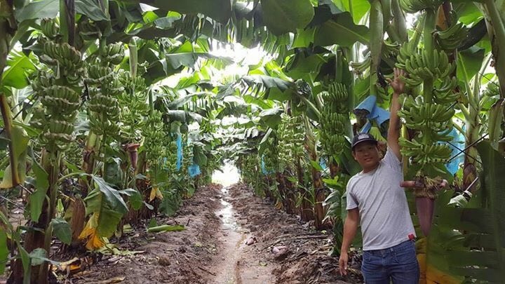 trai cay cua bau rong duong sang Trung Quoc anh 2