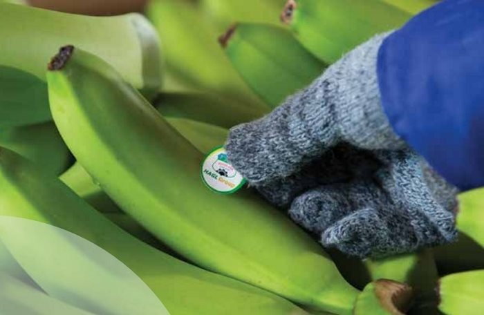 Hoàng Anh Gia Lai thay đổi sau khi bắt tay Thaco ảnh 2 Hoang Anh Gia Lai thay doi sau khi bat tay Thaco anh 2