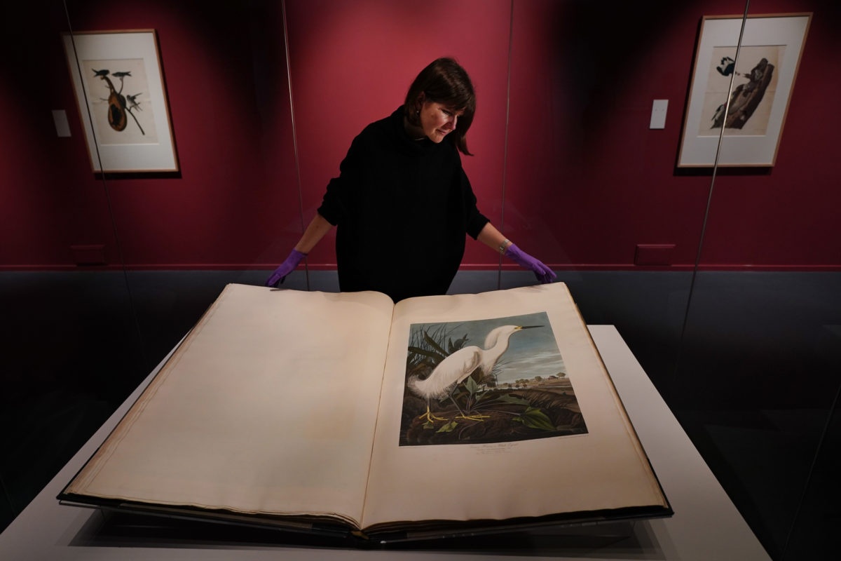 Nhung loai chim nuoc My anh 3