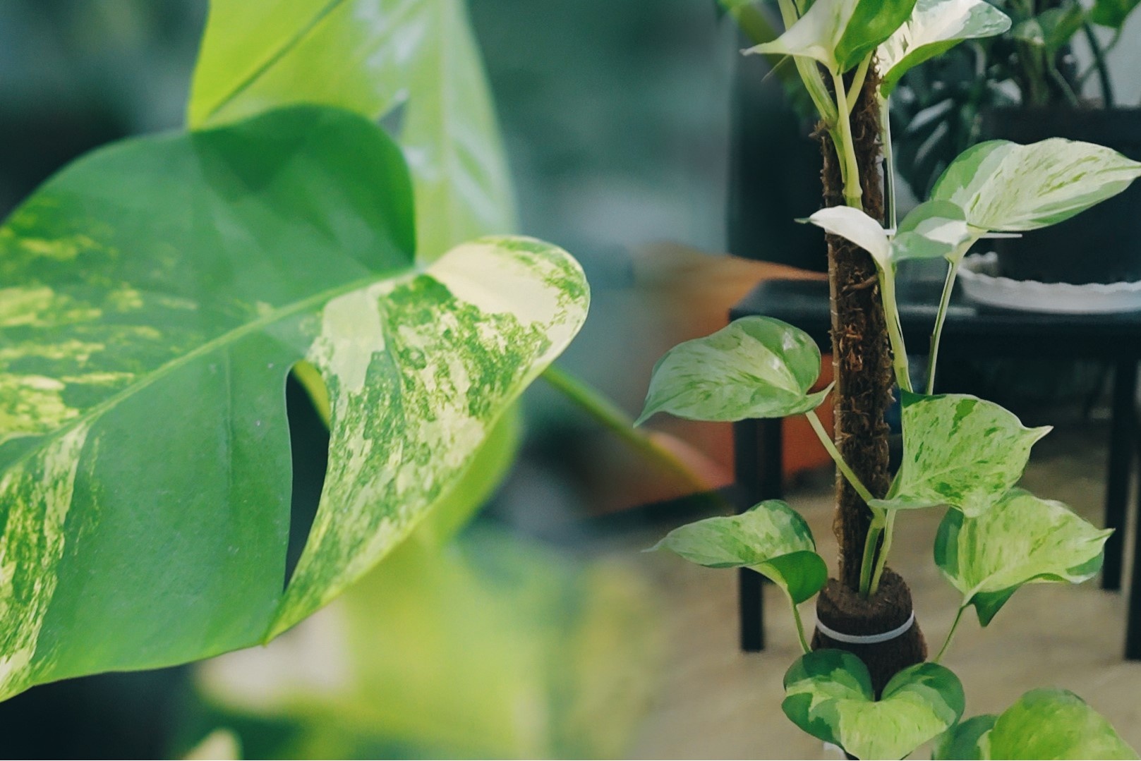 Rao ban la kieng ca tram trieu o TP.HCM hinh anh