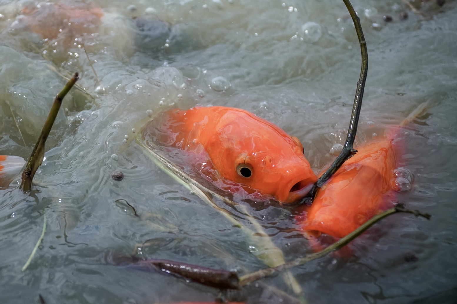 Nuoi 1.000 ca koi Nhat trong ao ruong o TP.HCM hinh anh