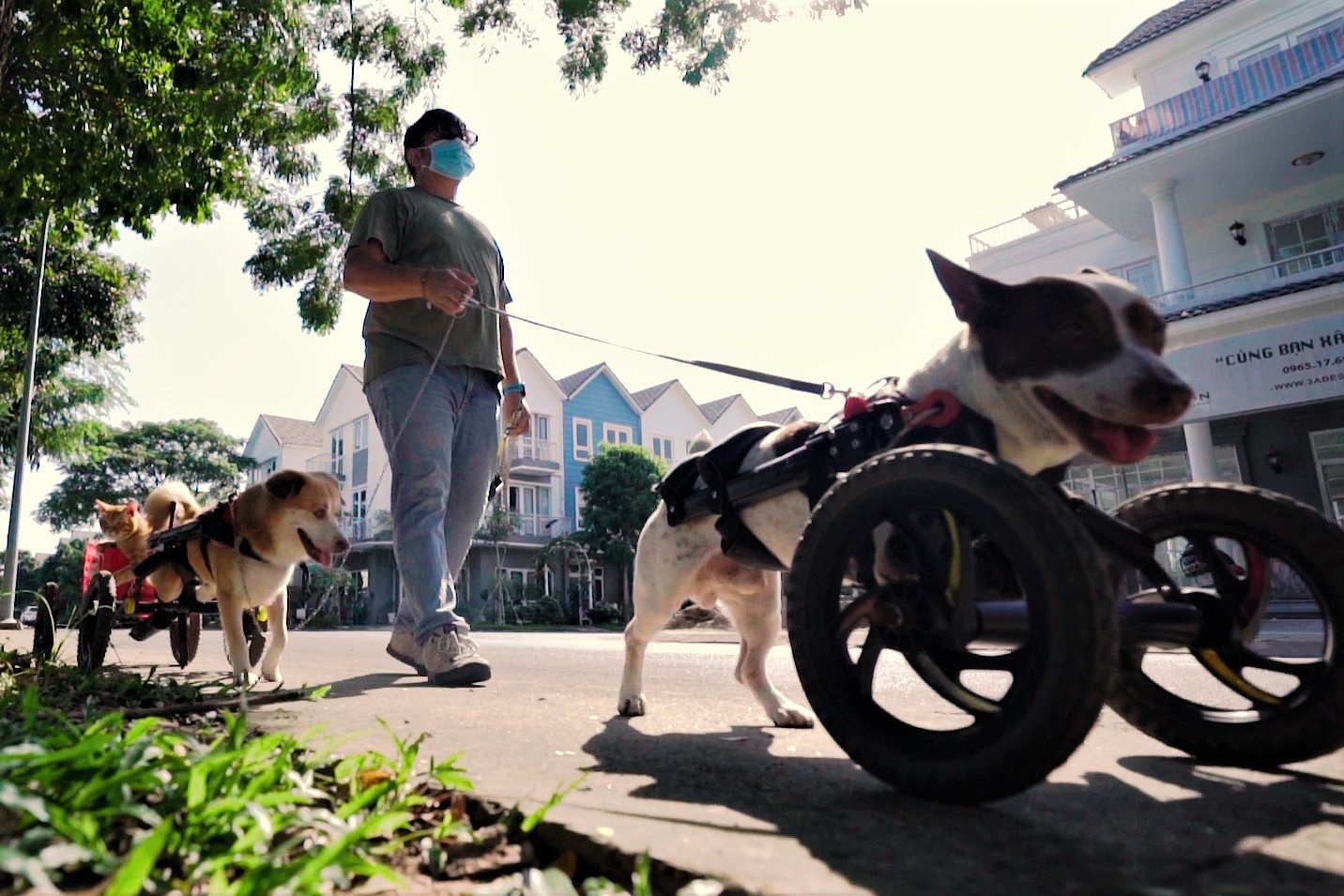 Ong Tay o TP.HCM tao doi chan cho cho meo khuyet tat hinh anh