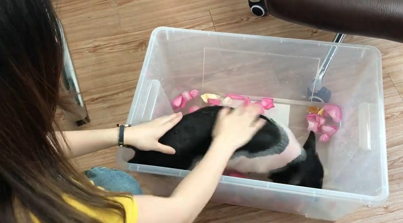 Thanh nu cong so tam cho lon trong van phong hinh anh