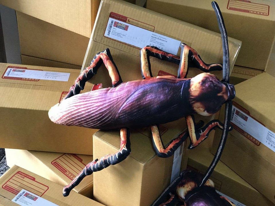 gián nhồi bông ảnh 1 gian nhoi bong anh 1
