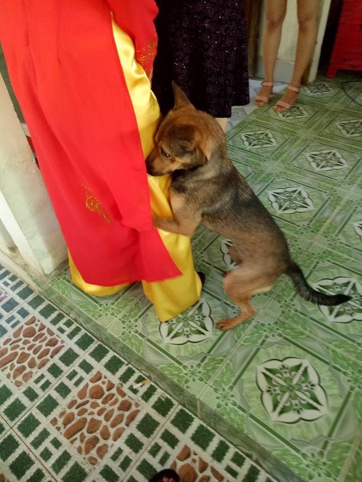 chú chó không rời cô chủ ảnh 2 chu cho khong roi co chu anh 2